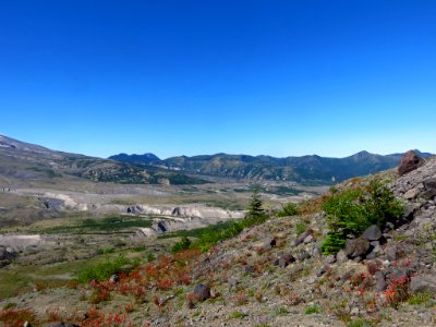 Wildflowers at Mt. St. Helens NM in Washington