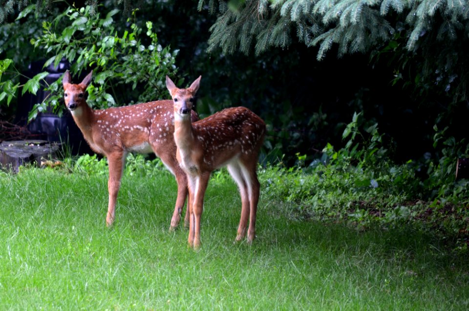 White-tailed deer fawns