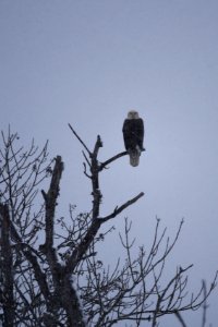 Bald eagle in the snow