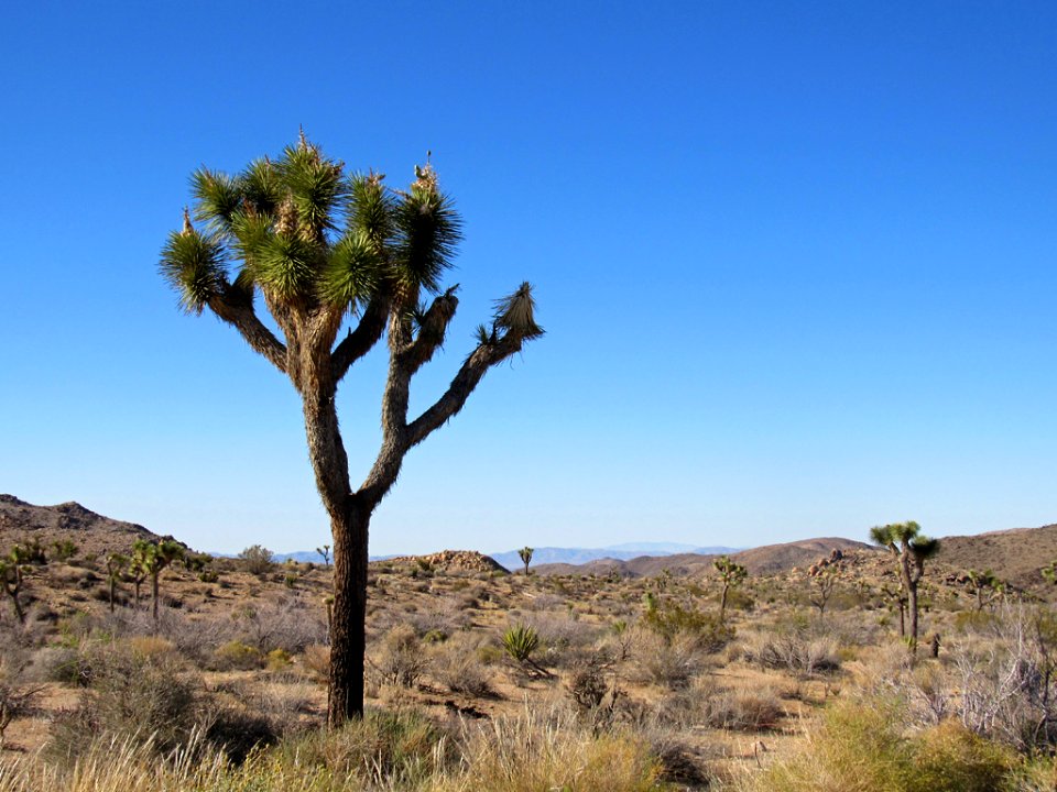 Joshua Tree NP in California