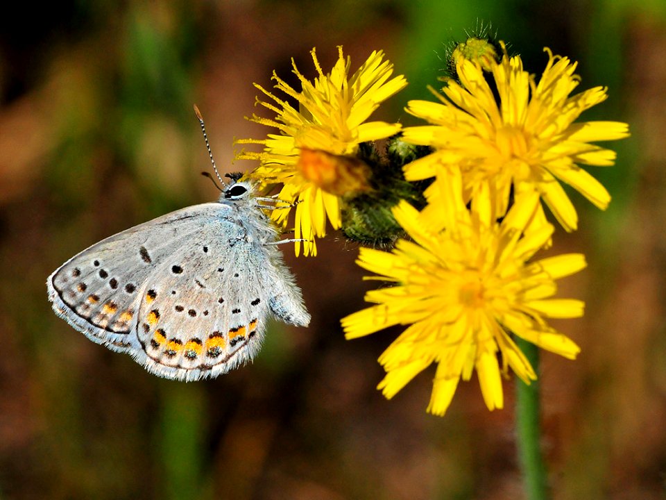 Karner blue butterfly (Lycaeides melissa samuelis)