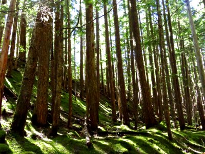 Ramona Falls Hike at Mt. Hood Wilderness in Oregon