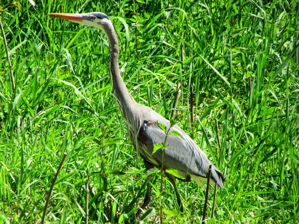 Blue Heron at Steigerwald Lake NWR in WA