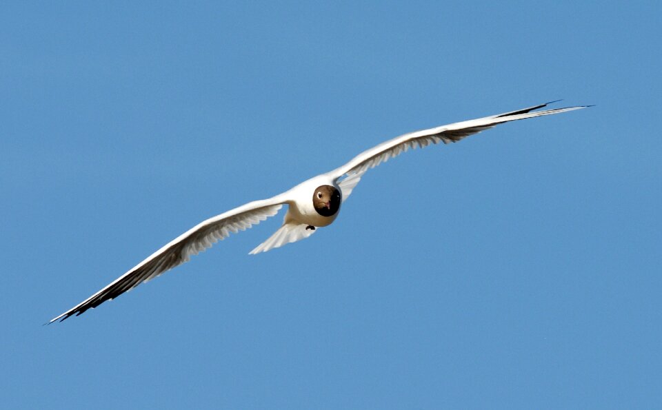 Flight bird flying