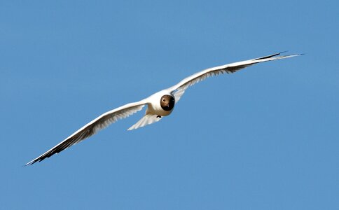 Flight bird flying photo