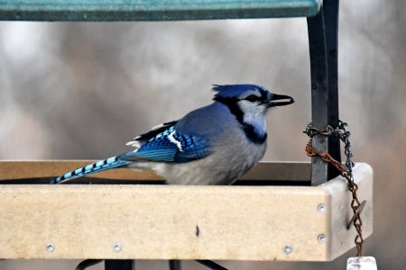 Blue jay in a bird feeder photo