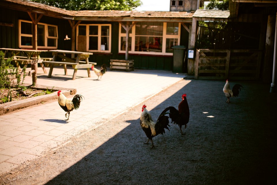 Willowbank Wildlife Reserve