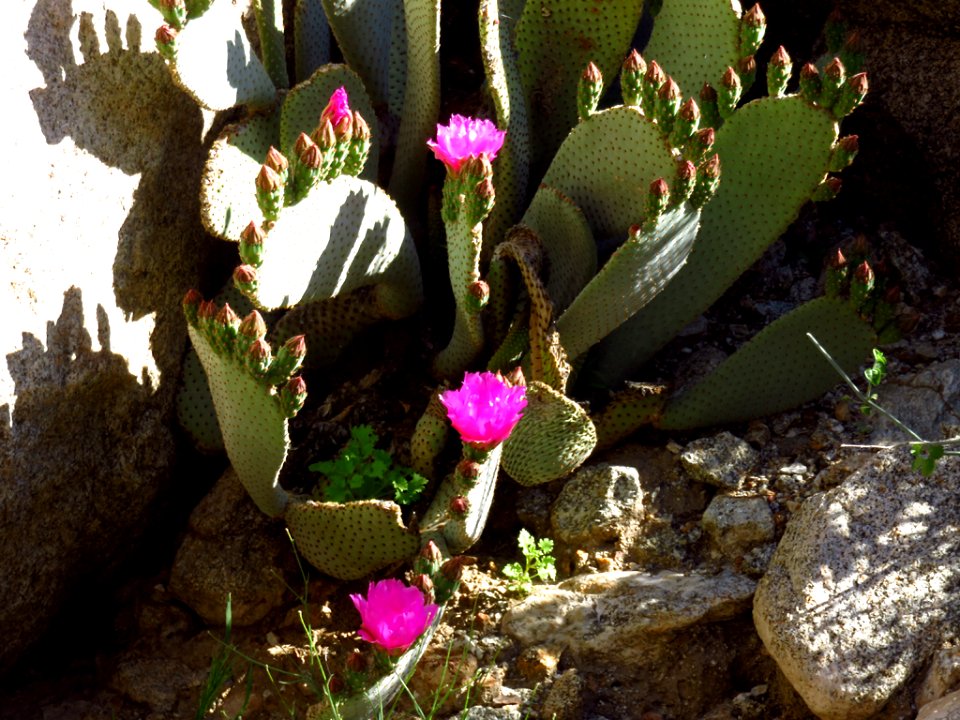 Wildflowers at Anza-Borrego Desert SP in CA photo