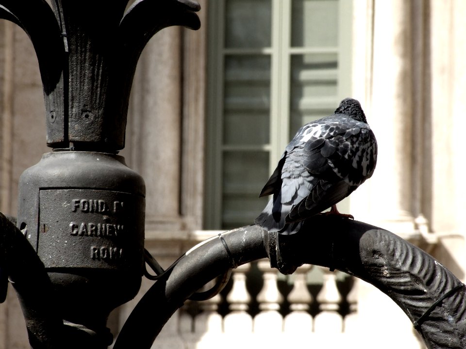 Fontana di Trevi Italy-Roma - Creative Commons by gnuckx