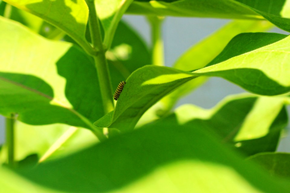 Monarch Caterpillar on Common Milkweed