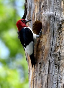 Red-headed woodpecker photo