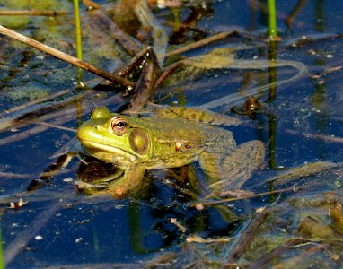 Green frog