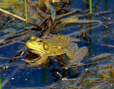 Green frog photo