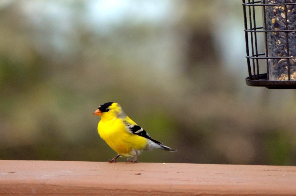 American Goldfinch