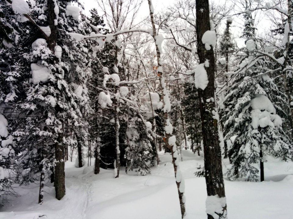 Michigan Snowfall