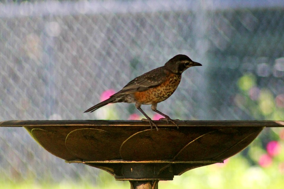 Juvenile American Robin
