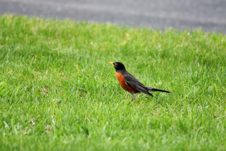 American robin searching for worms on the lawn photo