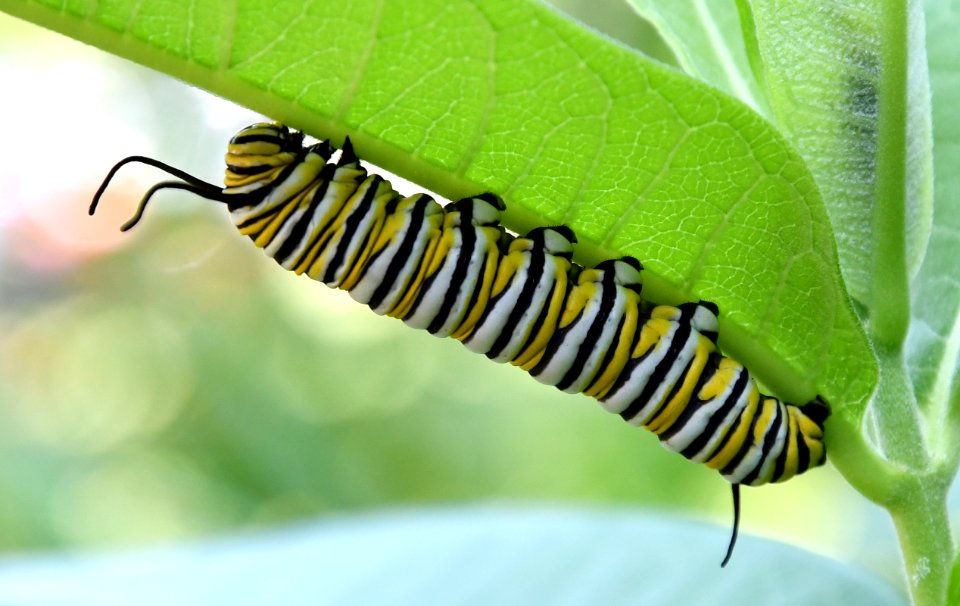 Monarch caterpillar on common milkweed