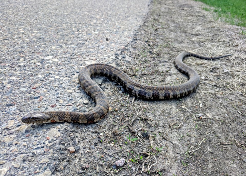 A northern water snake basking in the sun