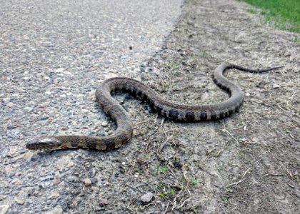 A northern water snake basking in the sun