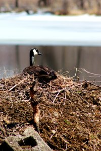 Canada Goose