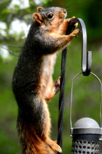Climbing fox squirrel