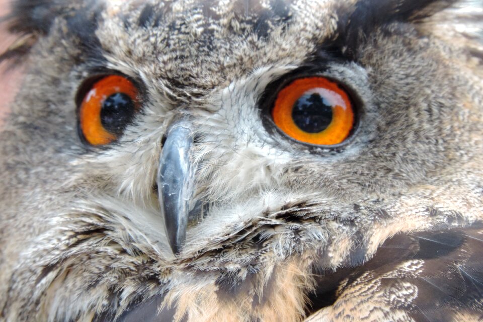 Nocturnal bird of prey falconry