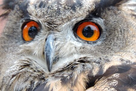 Nocturnal bird of prey falconry photo