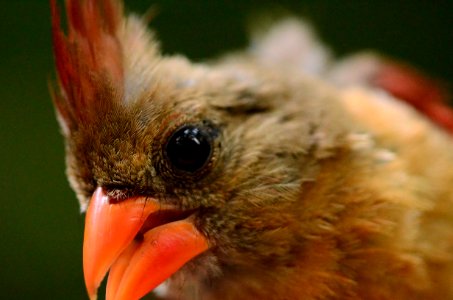 Northern Cardinal photo