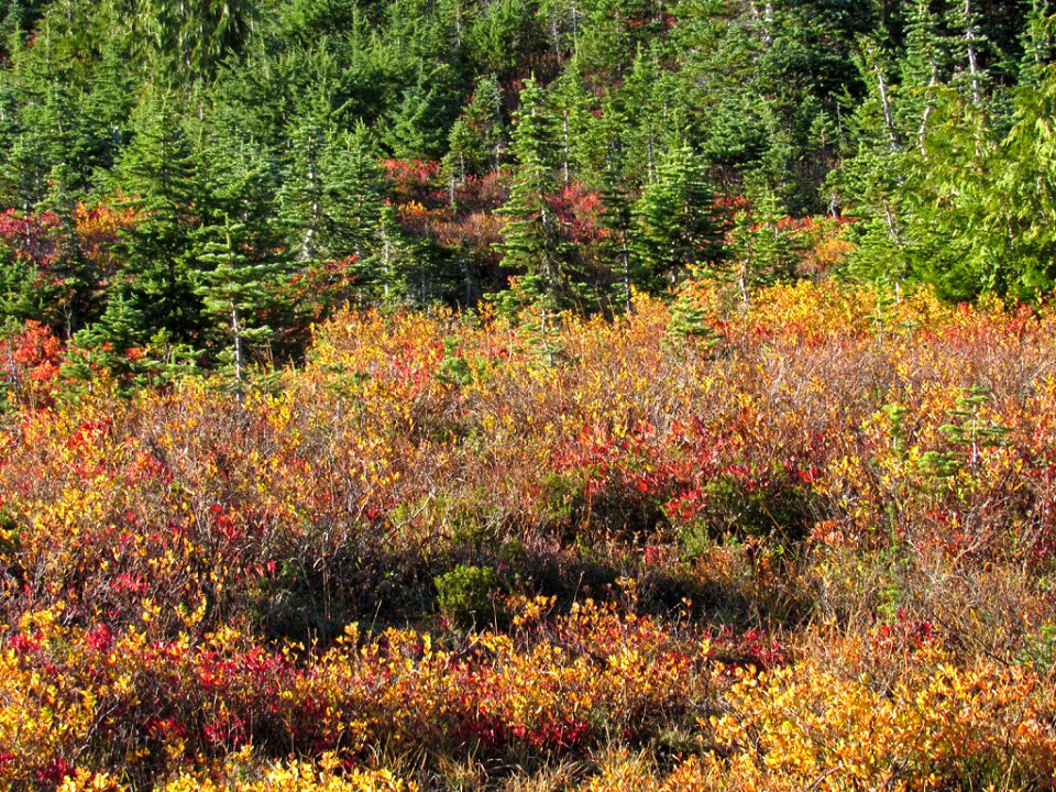 Autumn at Skyline Trail at Mt. Rainier NP in WA