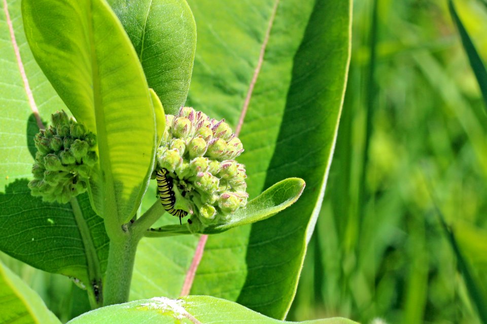 Monarch Caterpillar on Common Milkweed