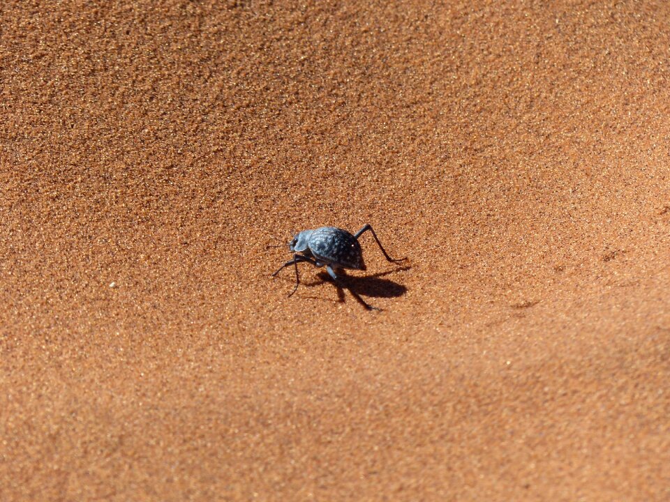 Wüstensand desert sand