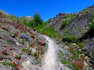 Wildflowers at Mt. St. Helens NM in WA photo