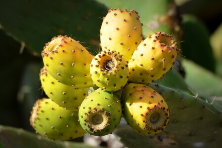 Cactus figs fruit nature