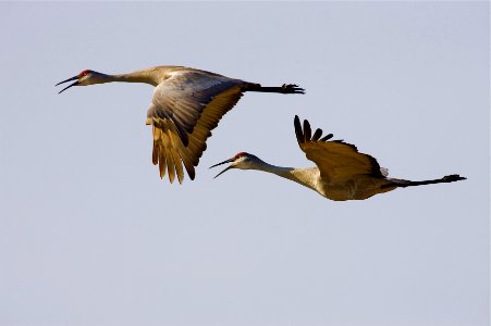 Sandhill Cranes