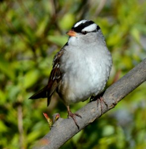 White-crowned Sparrow in DeWitt, MI