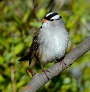 White-crowned Sparrow in DeWitt, MI photo