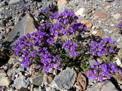 Wildflower Super Bloom at Death Valley NP in CA