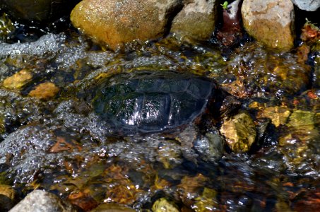 Common snapping turtle moving upstream photo