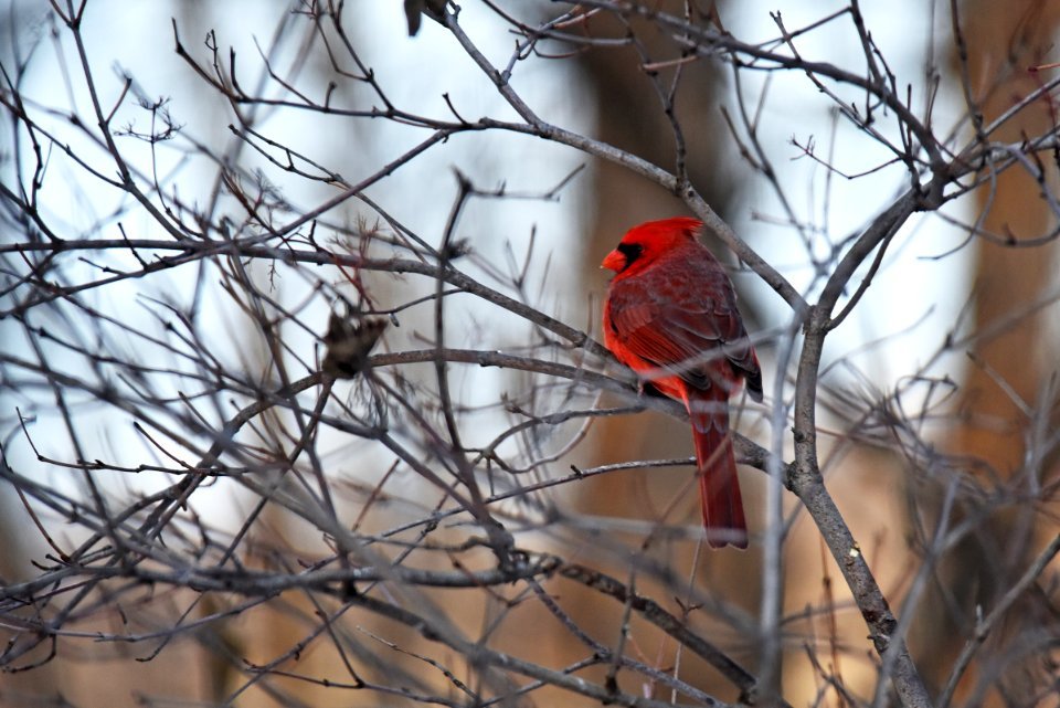 Northern cardinal in a tree photo