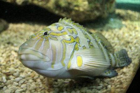 Water animal fish photo