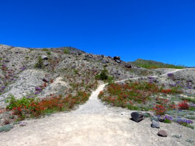 Wildflowers at Mt. St. Helens NM in WA photo