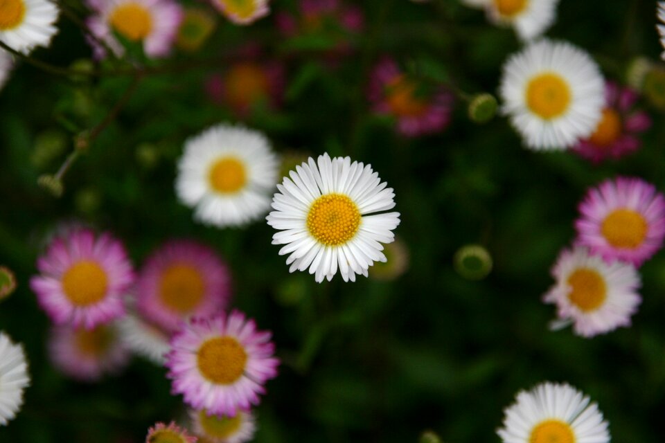 Nature summer floral
