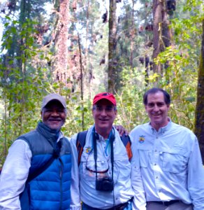 Monarchs in Mexico photo