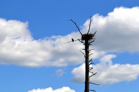 Osprey at Tamarac National Wildlife Refuge