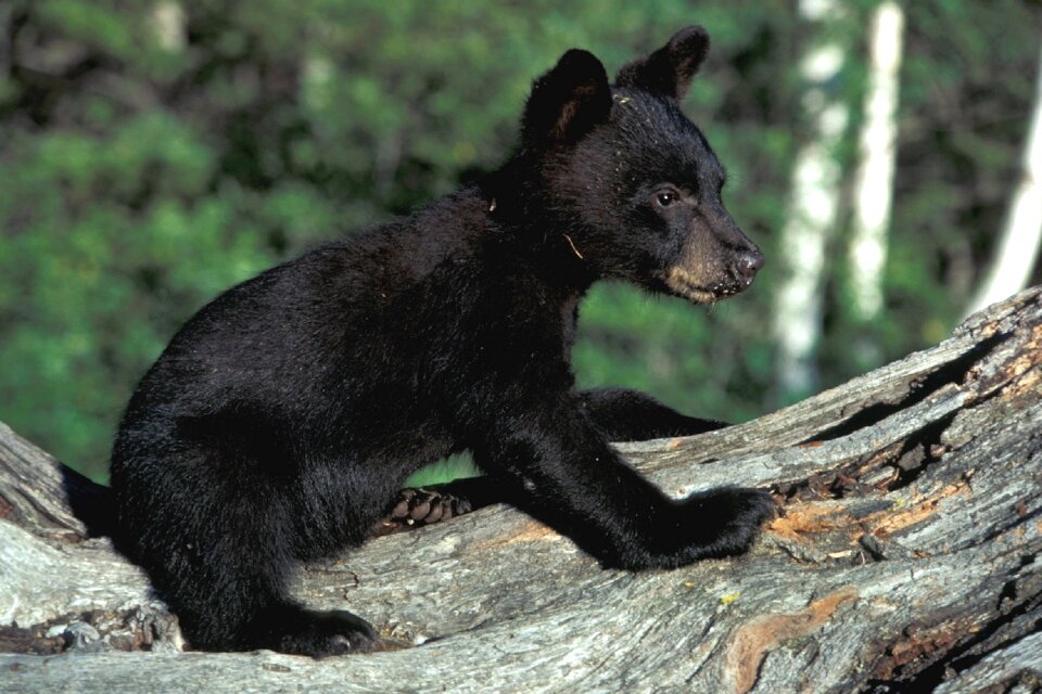 Wildlife animal nature