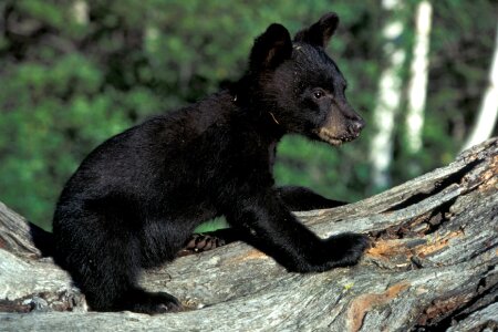 Wildlife animal nature