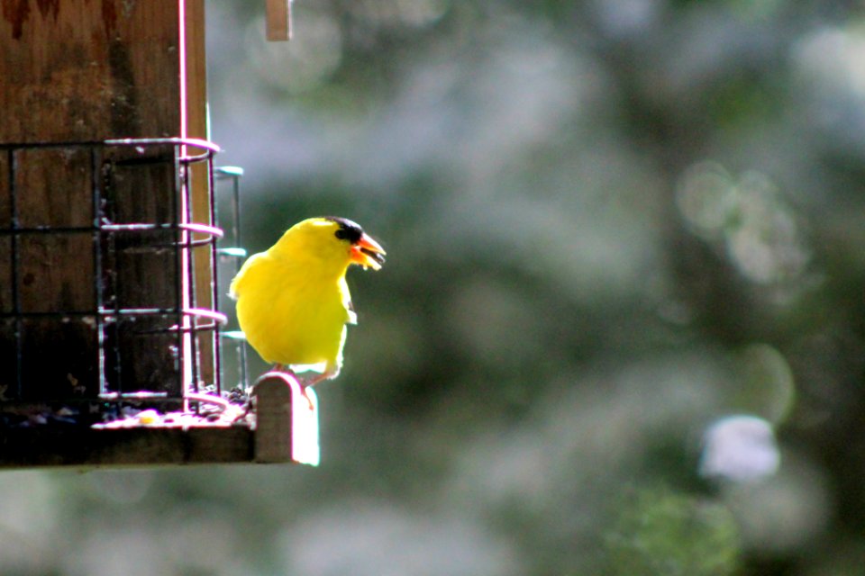 American Goldfinch