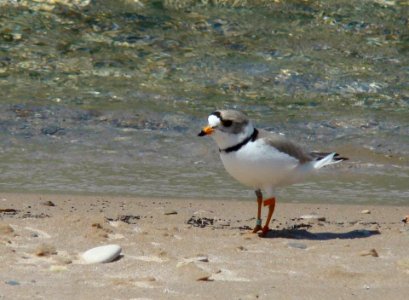 Male Piping Plover