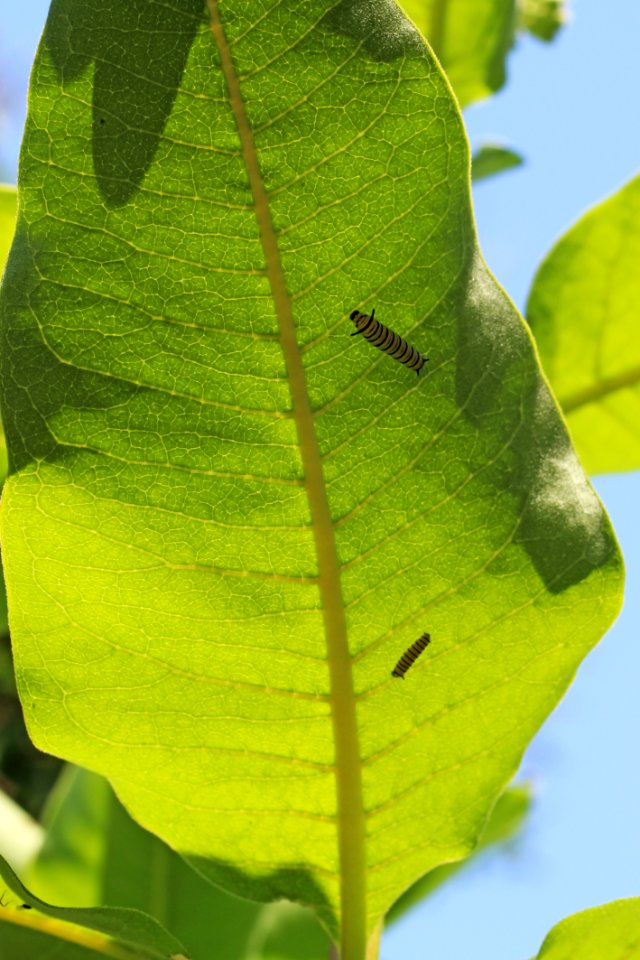 Monarch Caterpillars on Common Milkweed